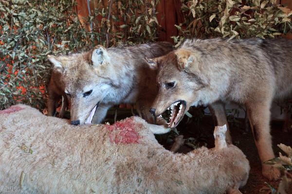 大山裡散放100只羊完全不管，會發生什麼？這3種結果沒人願意看到