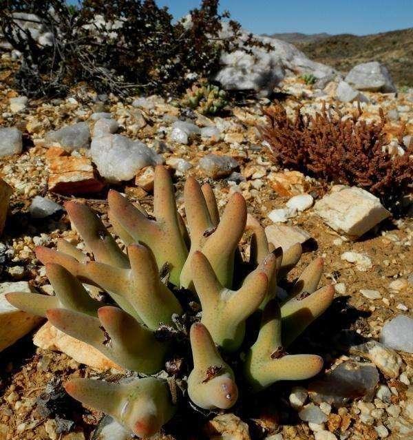 去非洲旅遊，看到遍地&OpenCurlyDoubleQuote;野生多肉&rdquo;不能動手，真是又心癢、又滿足
