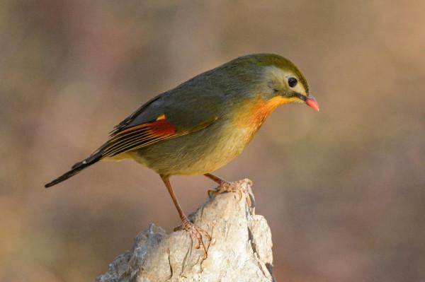 紅嘴相思鳥高畫質大圖 紅嘴相思鳥高畫質大圖