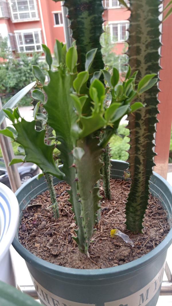 家裡養點“吉利花”,這八種“轉運花”,看看你家有沒有 家裡養點“吉利花”,這八種“轉運花”,看看你家有沒有