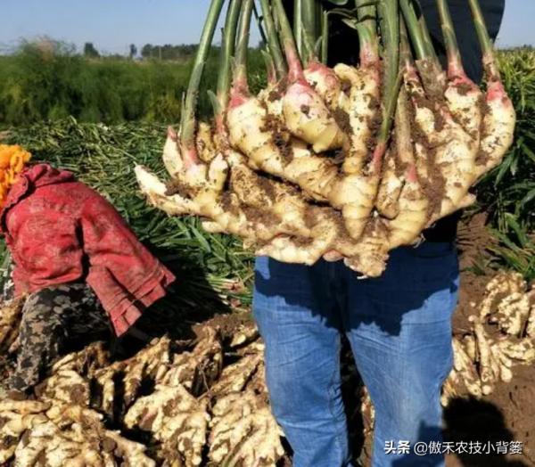 生薑採收分為收種姜、收嫩姜、收老薑,3次採收的時間與方法不同 生薑採收分為收種姜、收嫩姜、收老薑,3次採收的時間與方法不同