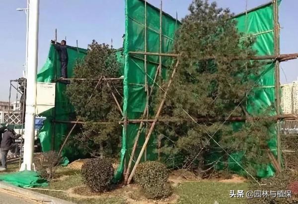 園林植物冬防措施注意事項 園林植物冬防措施注意事項