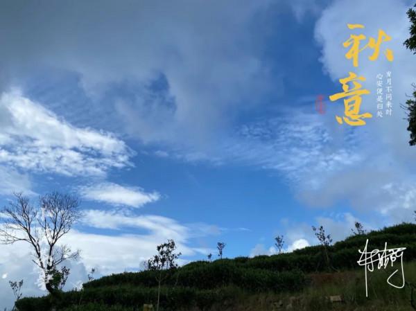 寒露節的第二天，村姑陳在生態茶園看了一晌高天上的流雲，美呆了