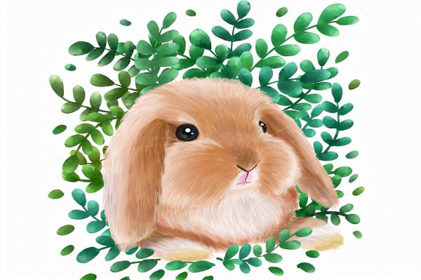 兔子喜歡吃什麼 兔子吃什麼