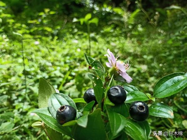 帶你一起回味62種南方野果子,它們是物質匱乏年代小朋友的零食 帶你一起回味62種南方野果子,它們是物質匱乏年代小朋友的零食