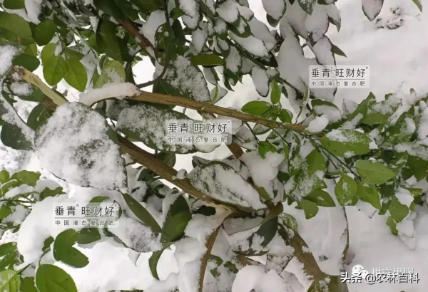 全國大降溫，受凍後的果樹如何恢復？