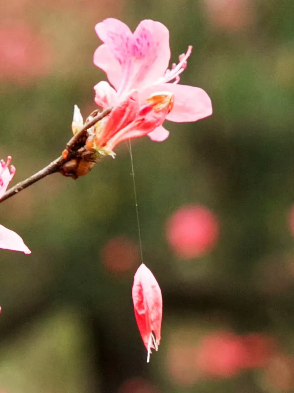 楚王（01）楚熊蚤：原名鬻熊，周文王的火師，楚國的創始奠基人