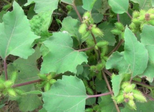 “美麗有毒”的植物,快來認識11種“毒花毒果”,不吃虧不上當 “美麗有毒”的植物,快來認識11種“毒花毒果”,不吃虧不上當