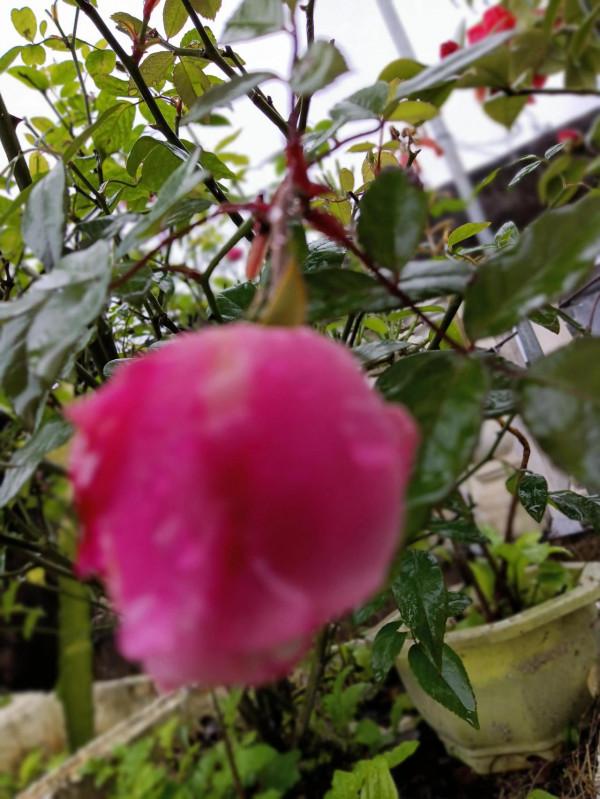 小花園裡的花兒