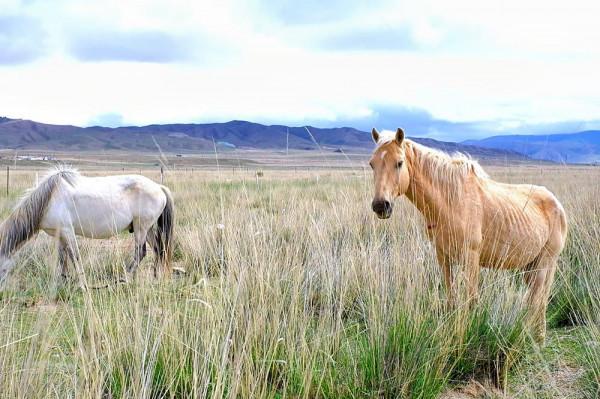 標緻4008環青海長測Day9：鳥島叫“蚊子島”，沿青海沿線達剛察！