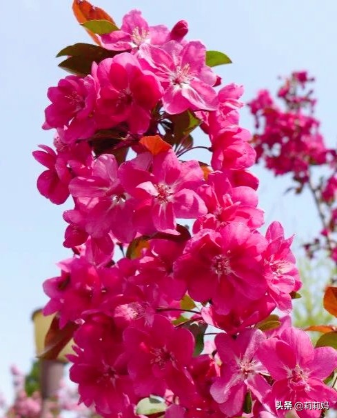 分享——海棠花