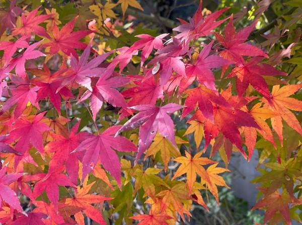錯過等一年！金山這裡的“楓”景獨好