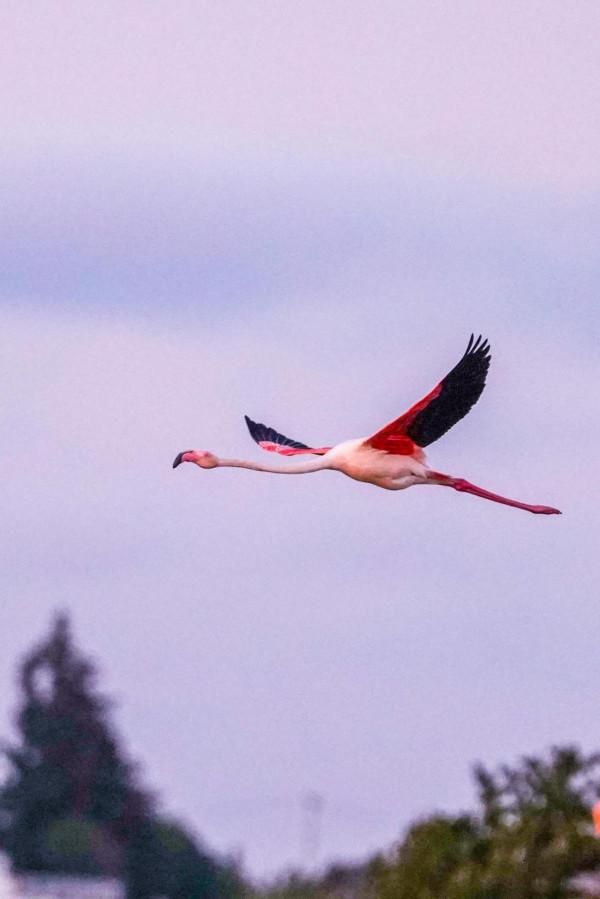 照片故事~火烈鳥 照片故事~火烈鳥
