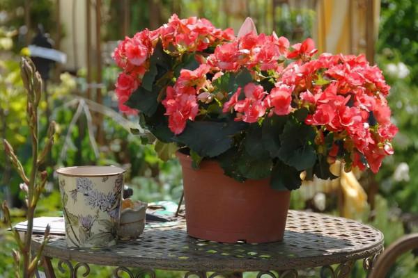 養花人都該學會的4項技能,養花方便還能省錢,輕鬆提升養花經驗 養花人都該學會的4項技能,養花方便還能省錢,輕鬆提升養花經驗