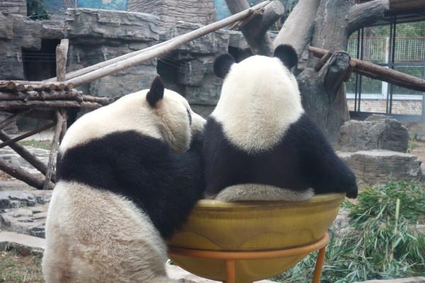 要萌化了，北京動物園雙胞胎大能貓爭搶美食互不相讓