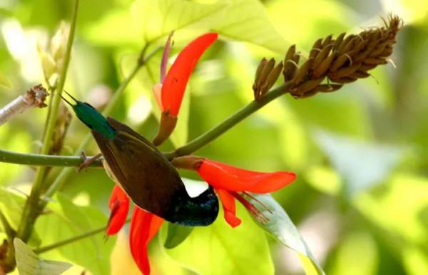 分享圖片,色彩斑斕,美麗無比的太陽鳥 分享圖片,色彩斑斕,美麗無比的太陽鳥
