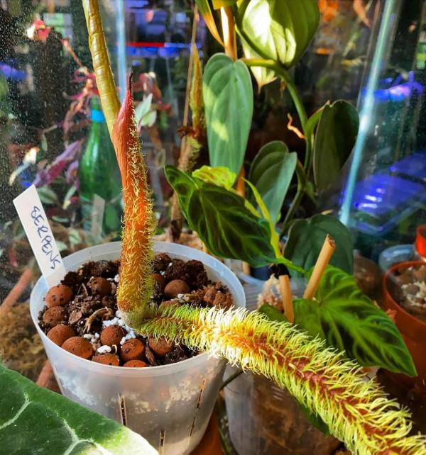 絨布質感的大葉子,愛了 絨布質感的大葉子,愛了