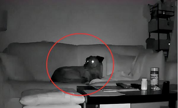 夜晚的時候，狗狗會突然對著空氣狂吠，真的能看到不乾淨的東西？