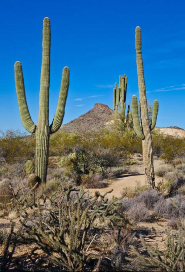 6種&OpenCurlyDoubleQuote;醜八怪&rdquo;盆栽，養在客廳特霸氣，還有旺家宅的好寓意