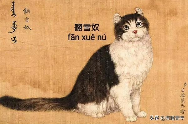 乾隆也太會給貓起名了！現代人只會：咪咪