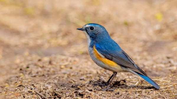 「山西鳥類圖鑑」| ​藍眉林鴝