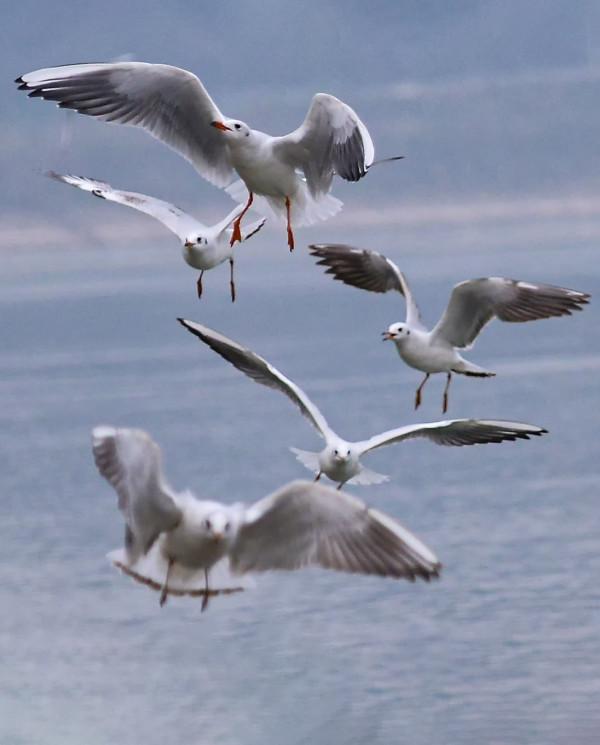 紅嘴鷗，一首生命的歌