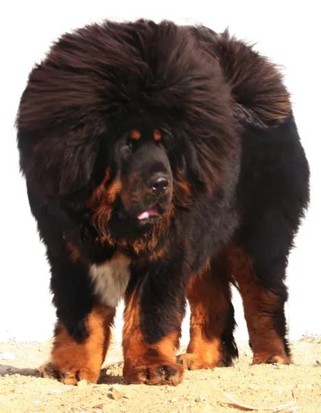 藏獒 威武 兇猛 忠誠