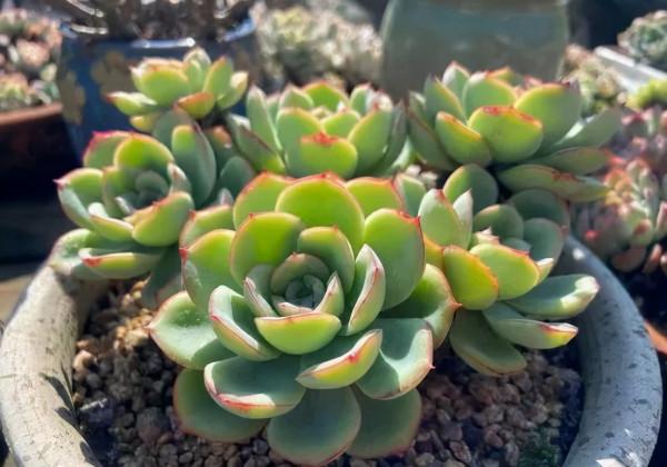 一年一度曬秋時,一年一度曬肉時 一年一度曬秋時,一年一度曬肉時