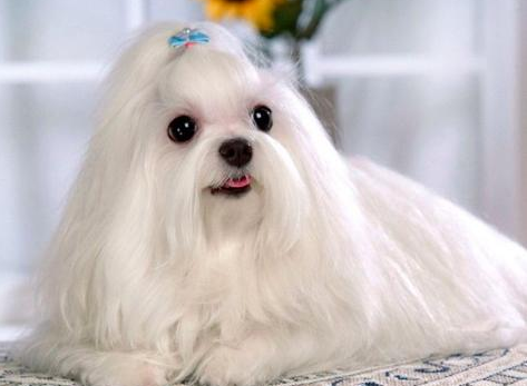 小型犬推薦:這幾種小狗狗,可以給你帶來幸福感 小型犬推薦:這幾種小狗狗,可以給你帶來幸福感