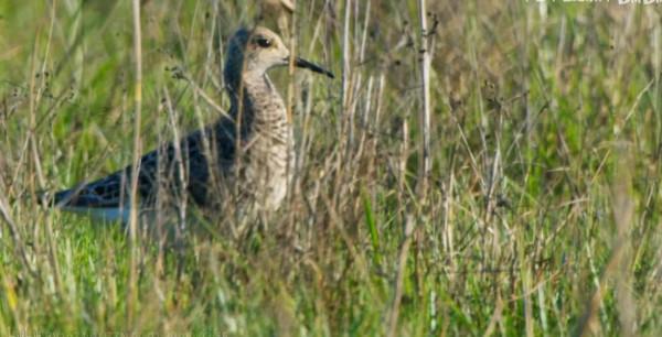 流蘇鷸：為什麼會被稱為鳥類中獨樹一幟的奇葩？竟是學廢了ps技術