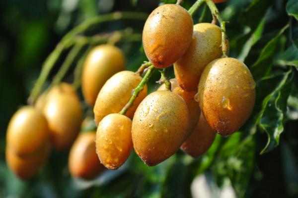 廣東女婿修繕民國老宅，發現2個不結果的樹，嫁接後年產值破8億