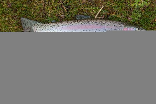 食蚊魚侵入北方9省區,50天就能產仔,黃河或全線“失守”? 食蚊魚侵入北方9省區,50天就能產仔,黃河或全線“失守”?