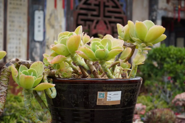 春節到朱家花園看多肉