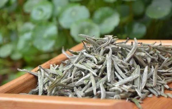 茶葉儲存多久?“一年茶,三年藥,七年寶”是啥意思?看完茅塞頓開 茶葉儲存多久?“一年茶,三年藥,七年寶”是啥意思?看完茅塞頓開