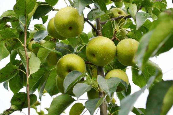 蘇州夏季旅遊有哪些值得去的地方?最全旅遊攻略,只看這篇就夠 蘇州夏季旅遊有哪些值得去的地方?最全旅遊攻略,只看這篇就夠