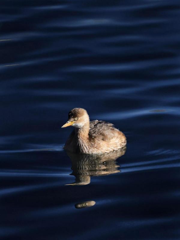 水鳥的家園 水鳥的家園