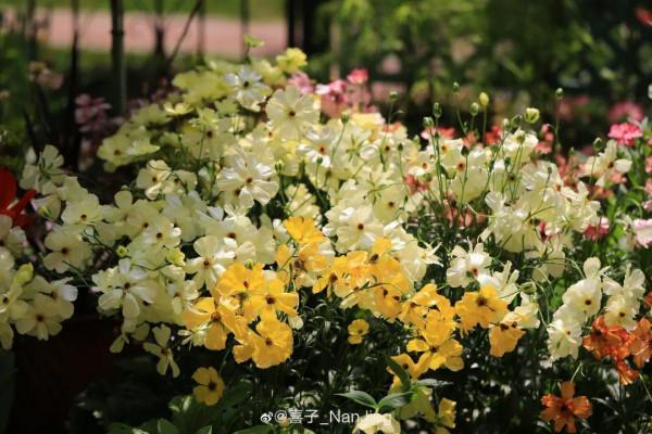 特有氣質的小眾花,顏值超高,溫度零下也能活 特有氣質的小眾花,顏值超高,溫度零下也能活