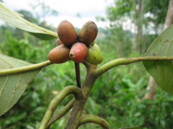 瀕危物種保護40年:國家公園成為新的開始 瀕危物種保護40年:國家公園成為新的開始