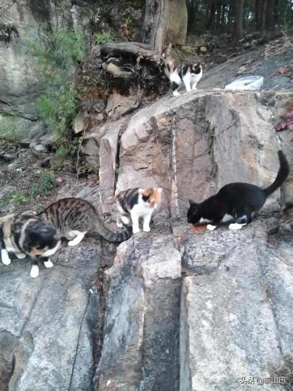 泰山上貓的片區