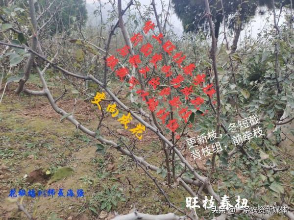 花椒樹修剪手法看樹勢，科學實驗結碩果