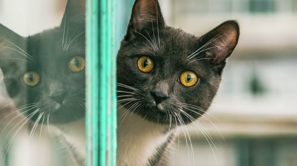 美國人被一張俄羅斯貓叫開菲爾的照片震驚了