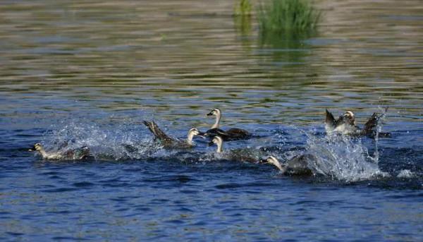 我與斑嘴鴨的情緣