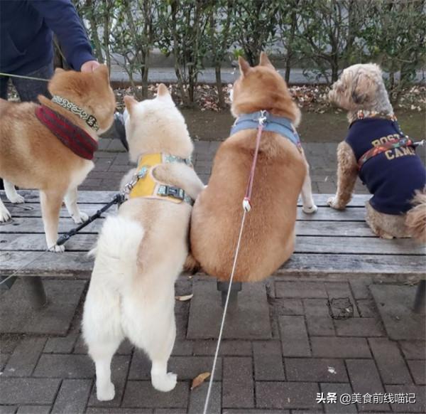 出門散步就裝死？日本柴犬喜歡四腳朝天躺在馬路上