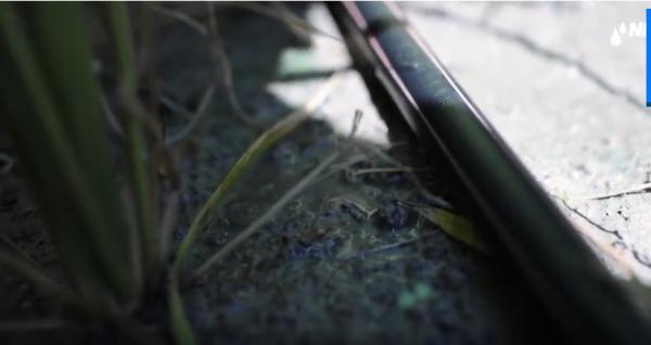 以色列的水稻非淹水滴灌栽培技術，產量提高1.5倍