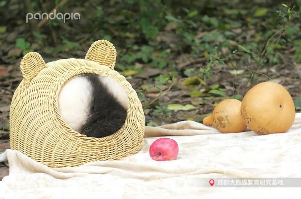 這哪裡是熊貓啊！這不是每天上班上學的我嗎