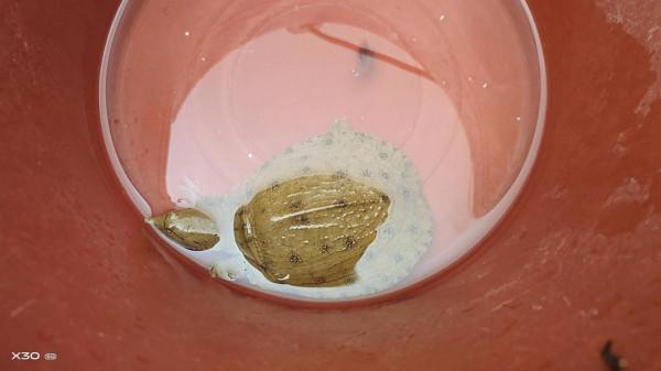 “傷人魚”排名了，釣到解鉤需小心，輕則疼痛幾天，重則截肢