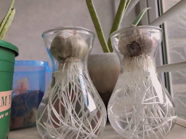 1種花就是“活香水”，一個“洋蔥頭”放水裡，開花滿屋飄香