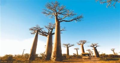 印度洋上的“動物天堂”