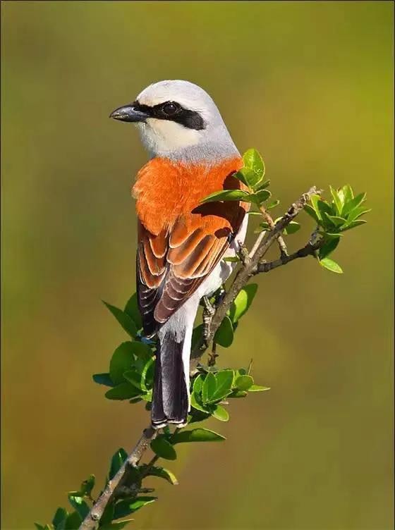 100幅美麗的鳥圖欣賞