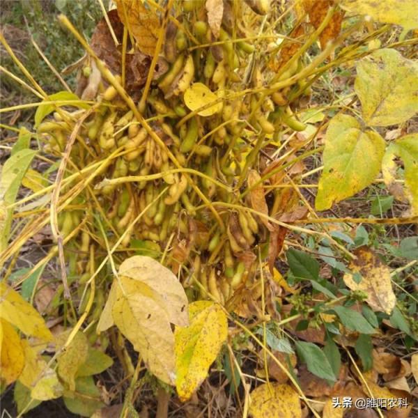 最高畝產907斤，這個大豆品種，再次重新整理全國高產紀錄